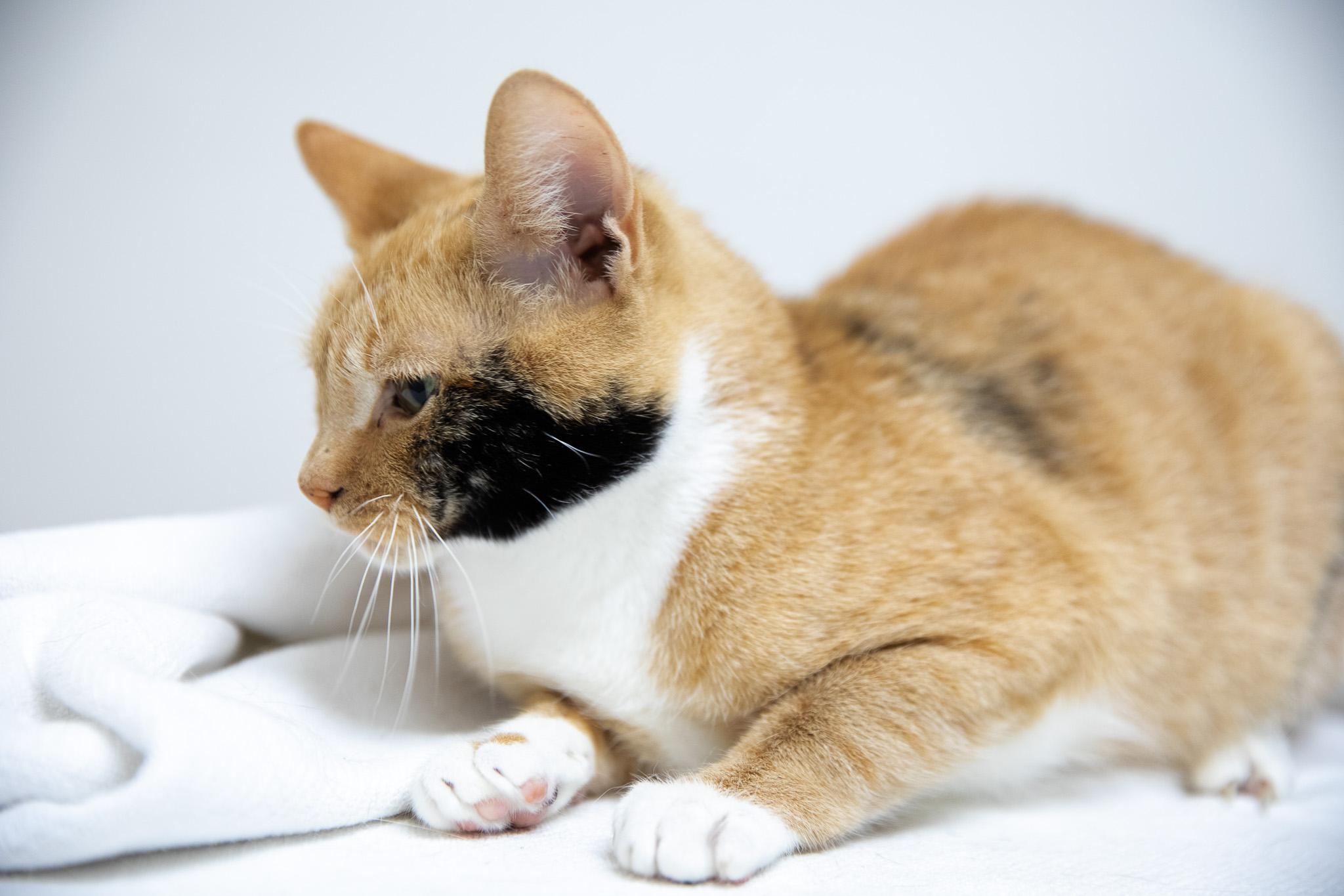 Enlarge Cinnamon, a ADOPTABLE Domestic Short Hair in Montclair, NJ image 3/6