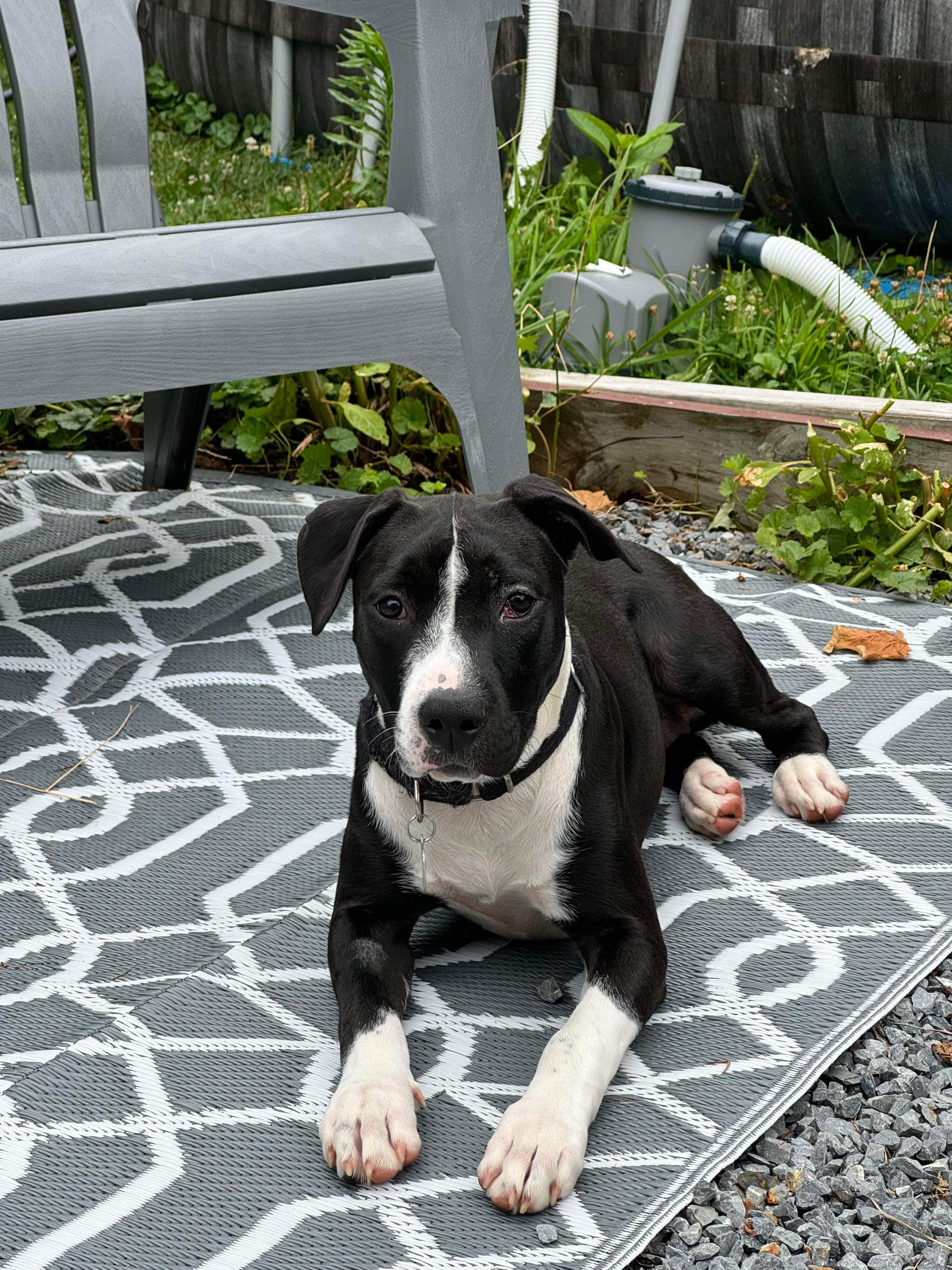 Enlarge Libby, a Adopted Mixed Breed in Highland, NY image 1/4