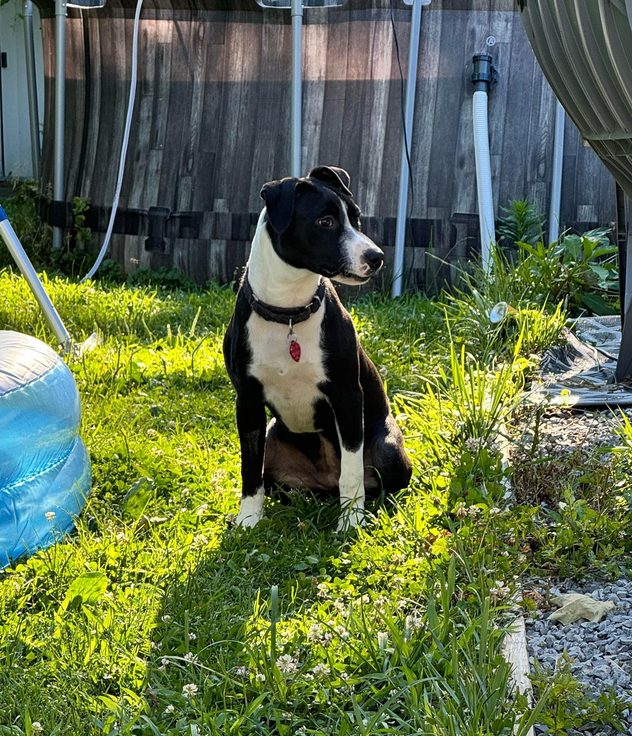 Enlarge Libby, a Adopted Mixed Breed in Highland, NY image 4/4