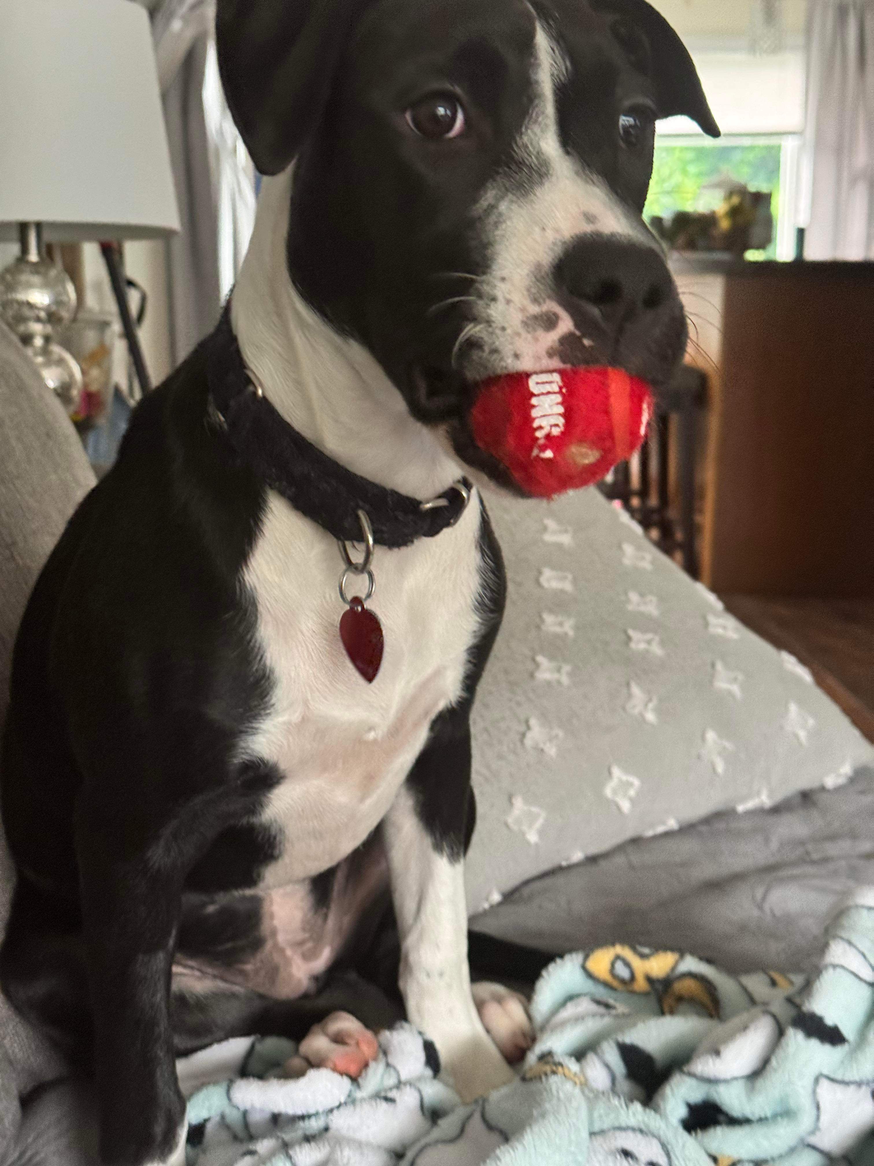 Enlarge Libby, a Adopted Mixed Breed in Highland, NY image 2/4