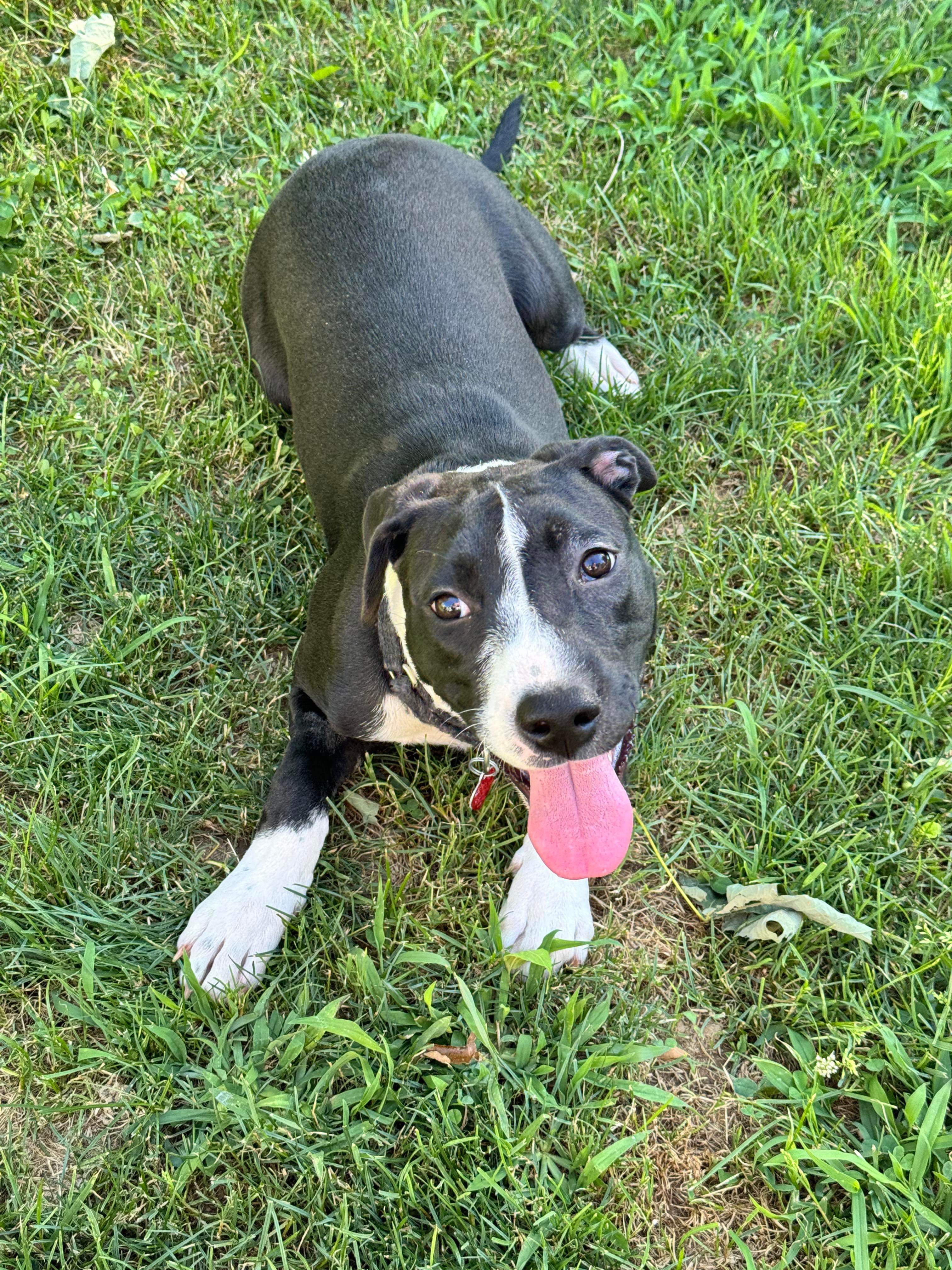 Enlarge Libby, a Adopted Mixed Breed in Highland, NY image 3/4
