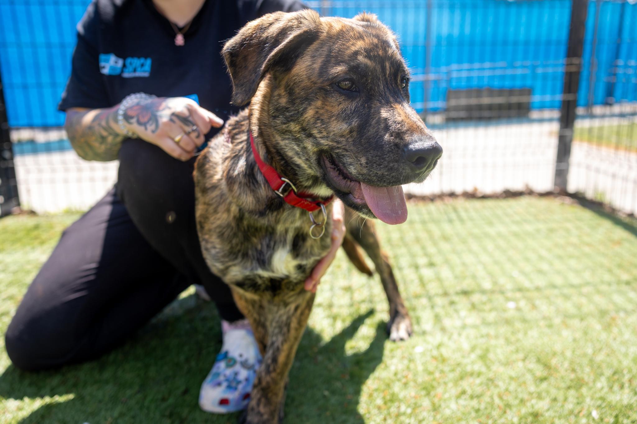 Enlarge Scooby, an adopted Mixed Breed in Hamilton, ON image 4/4