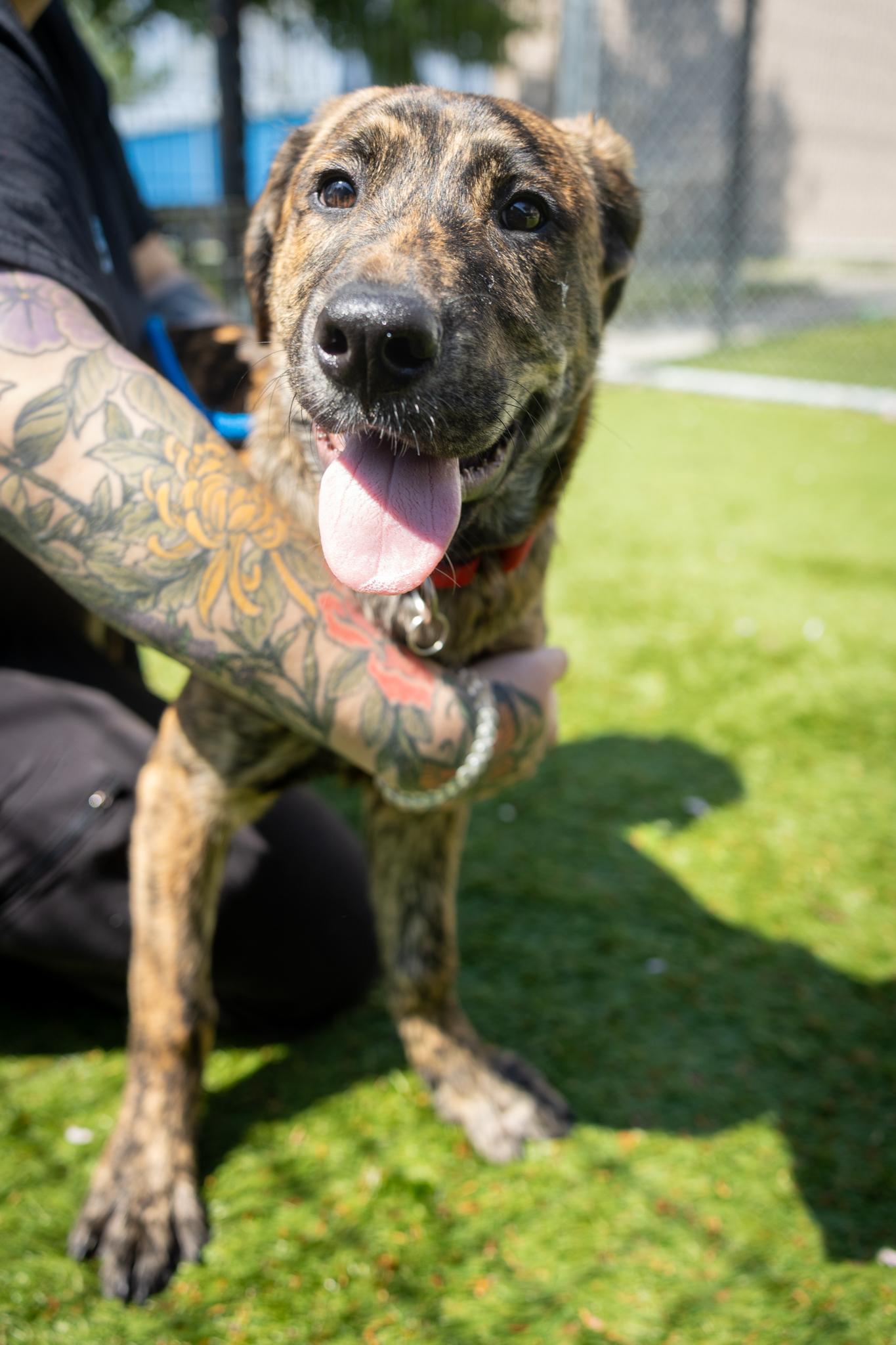 Enlarge Scooby, an adopted Mixed Breed in Hamilton, ON image 3/4