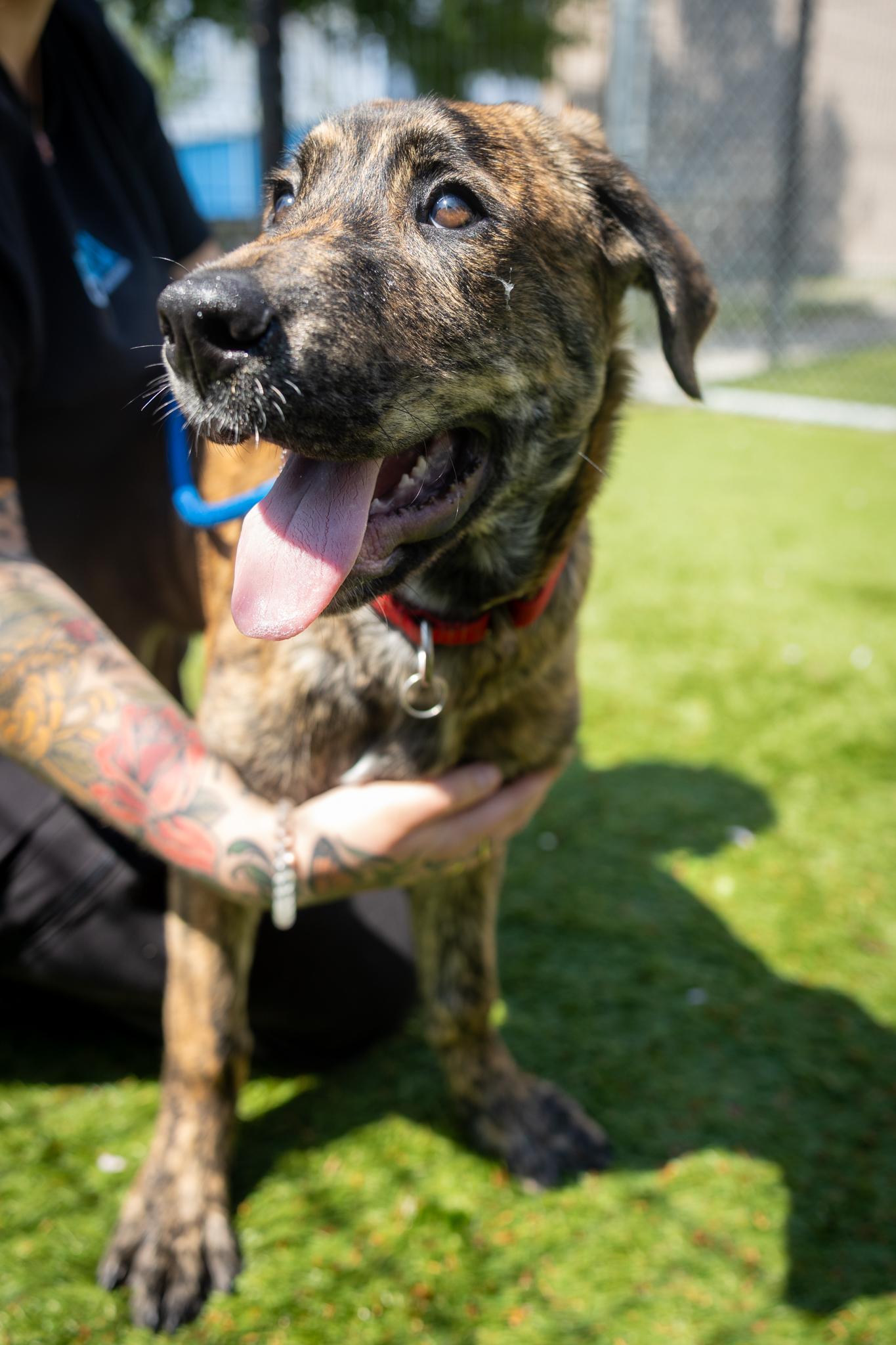 Enlarge Scooby, an adopted Mixed Breed in Hamilton, ON image 2/4