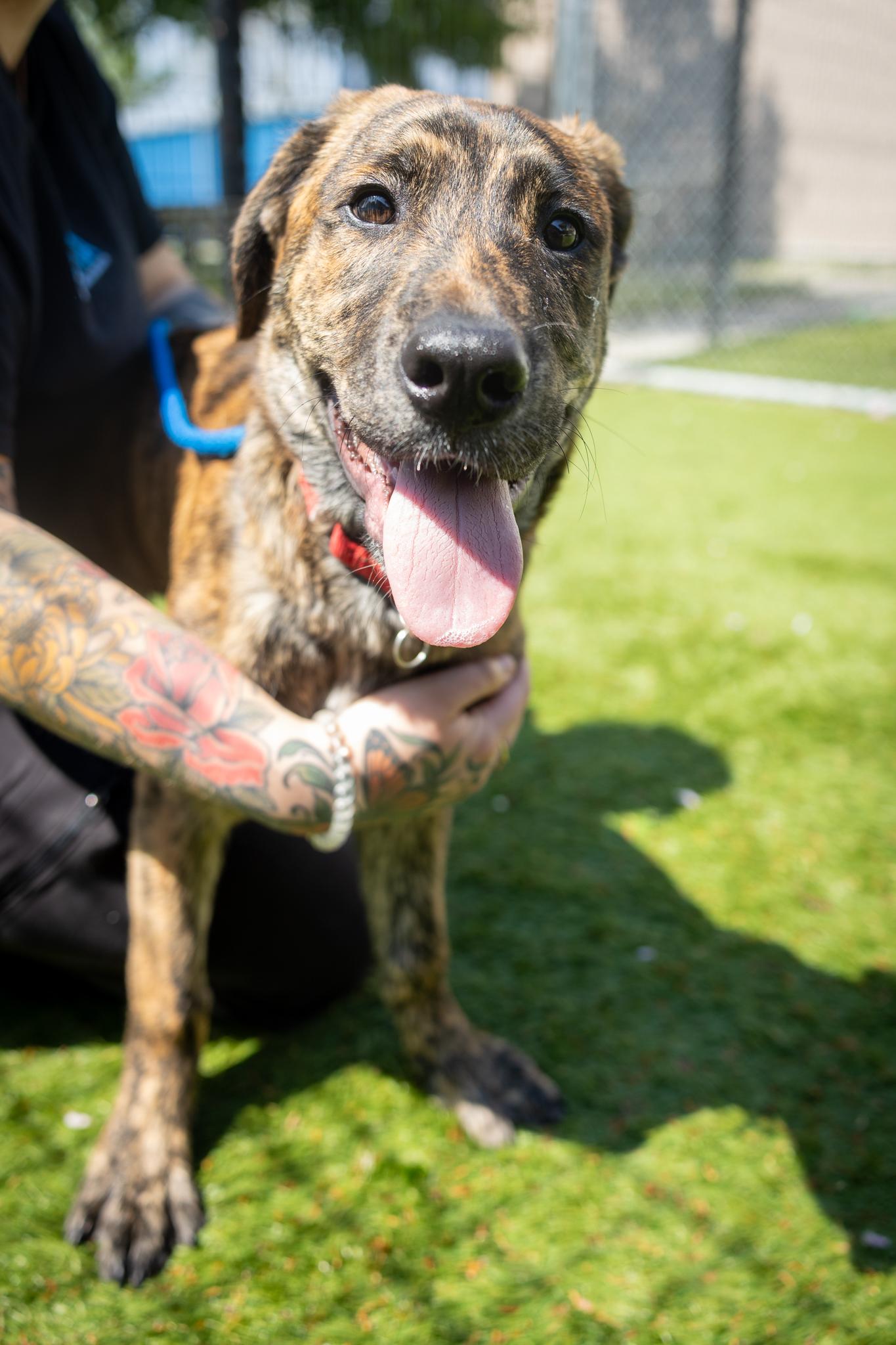 Scooby, adopted, Puppy Male Mixed Breed.