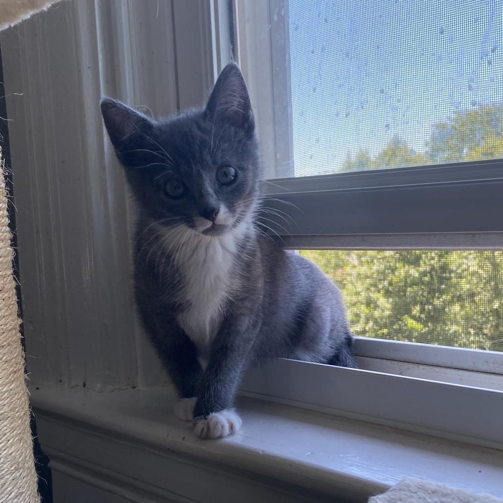 Janis, Adoptable, Kitten Female Domestic Short Hair.