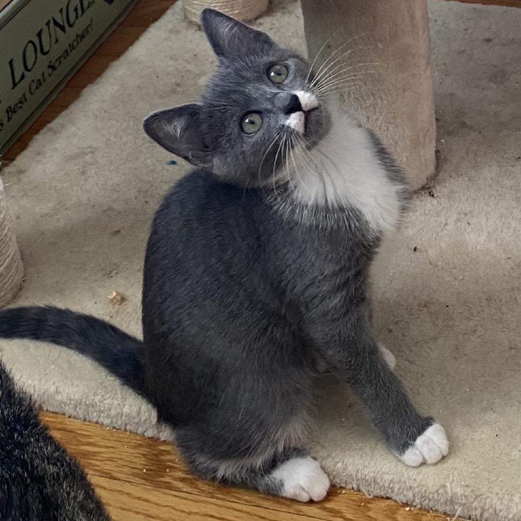 Janis, a Adoptable Domestic Short Hair in Woodbridge, VA image 2/4
