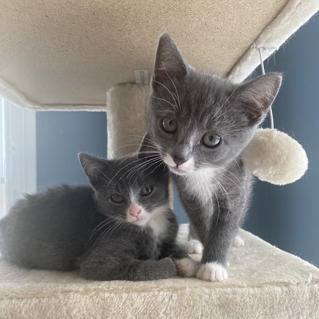 Janis, a Adoptable Domestic Short Hair in Woodbridge, VA image 3/4
