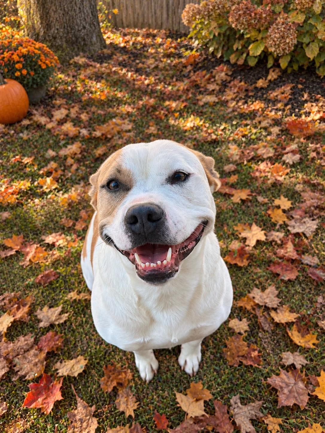 Enlarge Josie, a Adoptable mixed breed in Lancaster, KY image 4/4