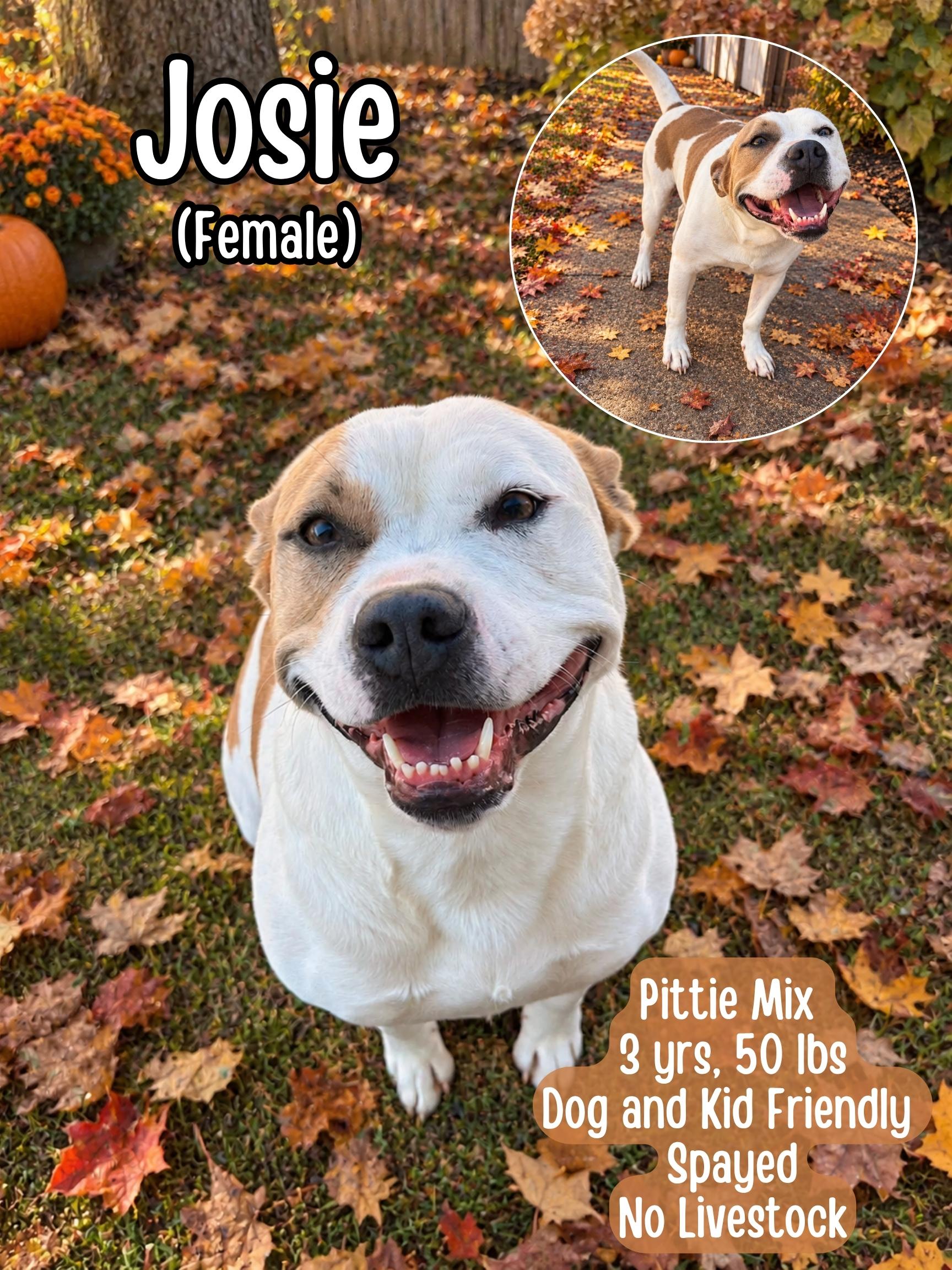 Josie, Adoptable, Adult Female Pit Bull Terrier.