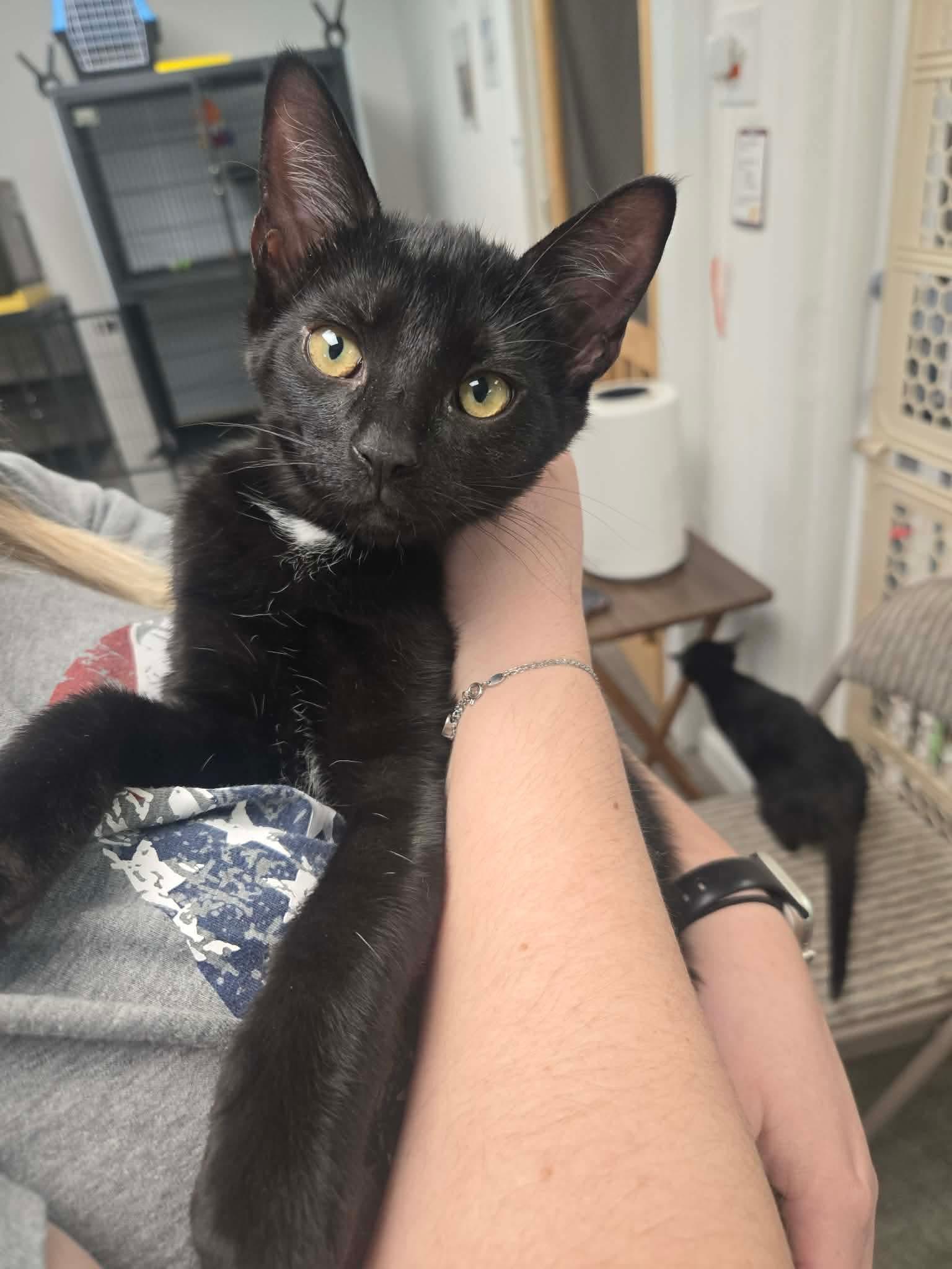 Enlarge Penne, a ADOPTABLE Domestic Short Hair in Thurmont, MD image 1/3