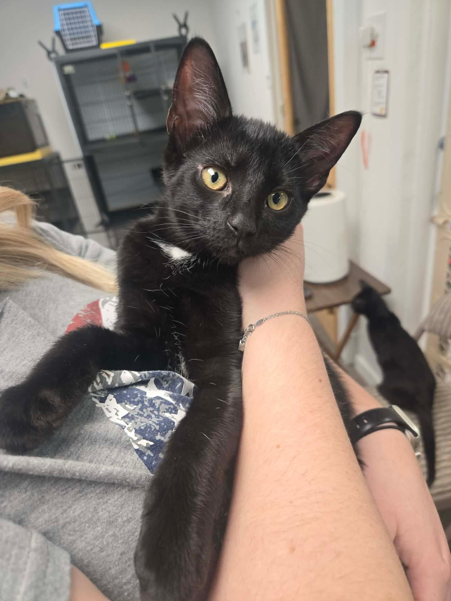 Enlarge Penne, a ADOPTABLE Domestic Short Hair in Thurmont, MD image 2/3