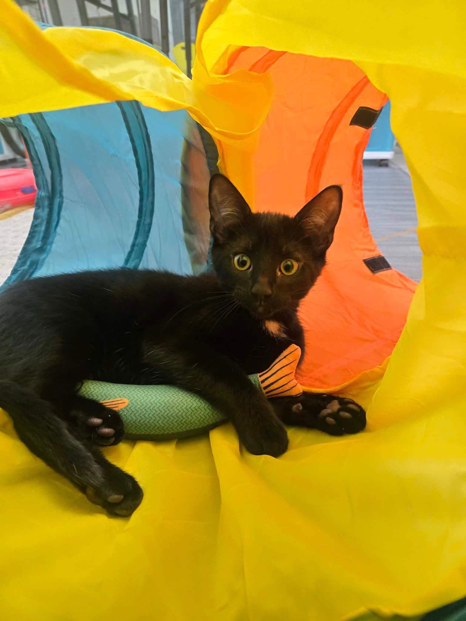 Enlarge Penne, a ADOPTABLE Domestic Short Hair in Thurmont, MD image 3/3