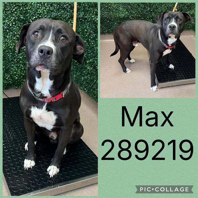 MAX, Adoptable, Young Male Labrador Retriever.