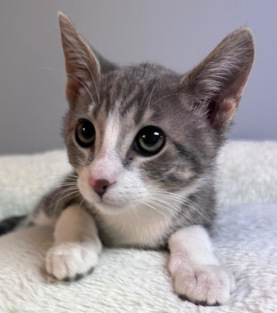 Enlarge Odin, a Adoptable mixed breed in Waynesville, MO image 1/1