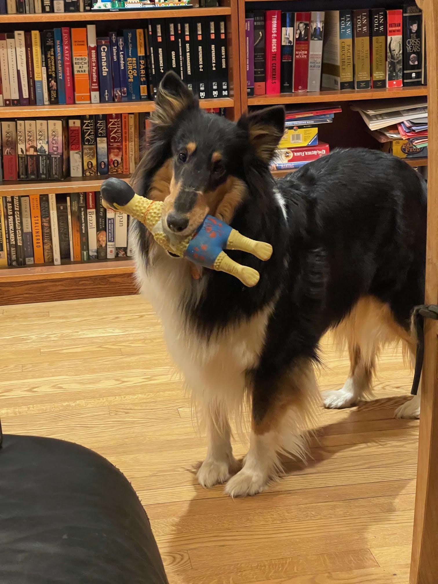 Enlarge Delilah, a Adopted Collie in Chantilly, VA image 1/2