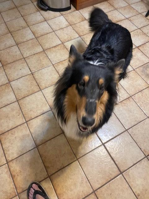 Delilah, Adopted, Adult Female Collie.