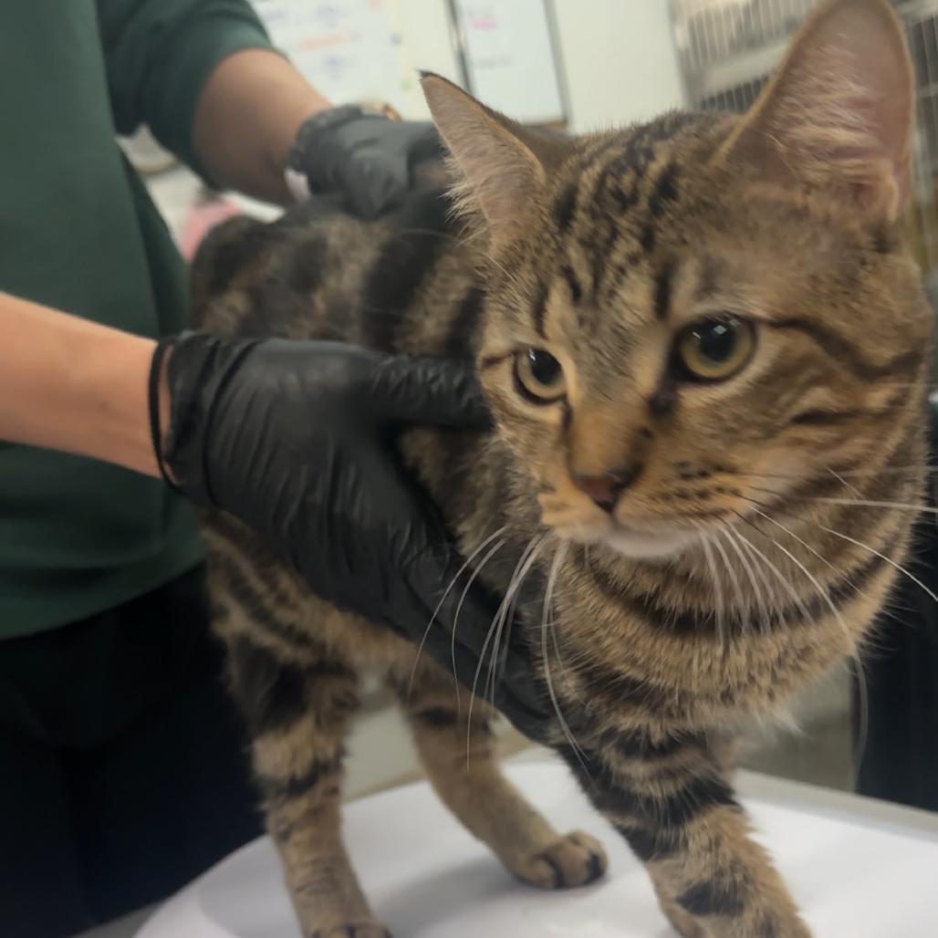 JJ, Adoptable, Adult Male Domestic Short Hair.
