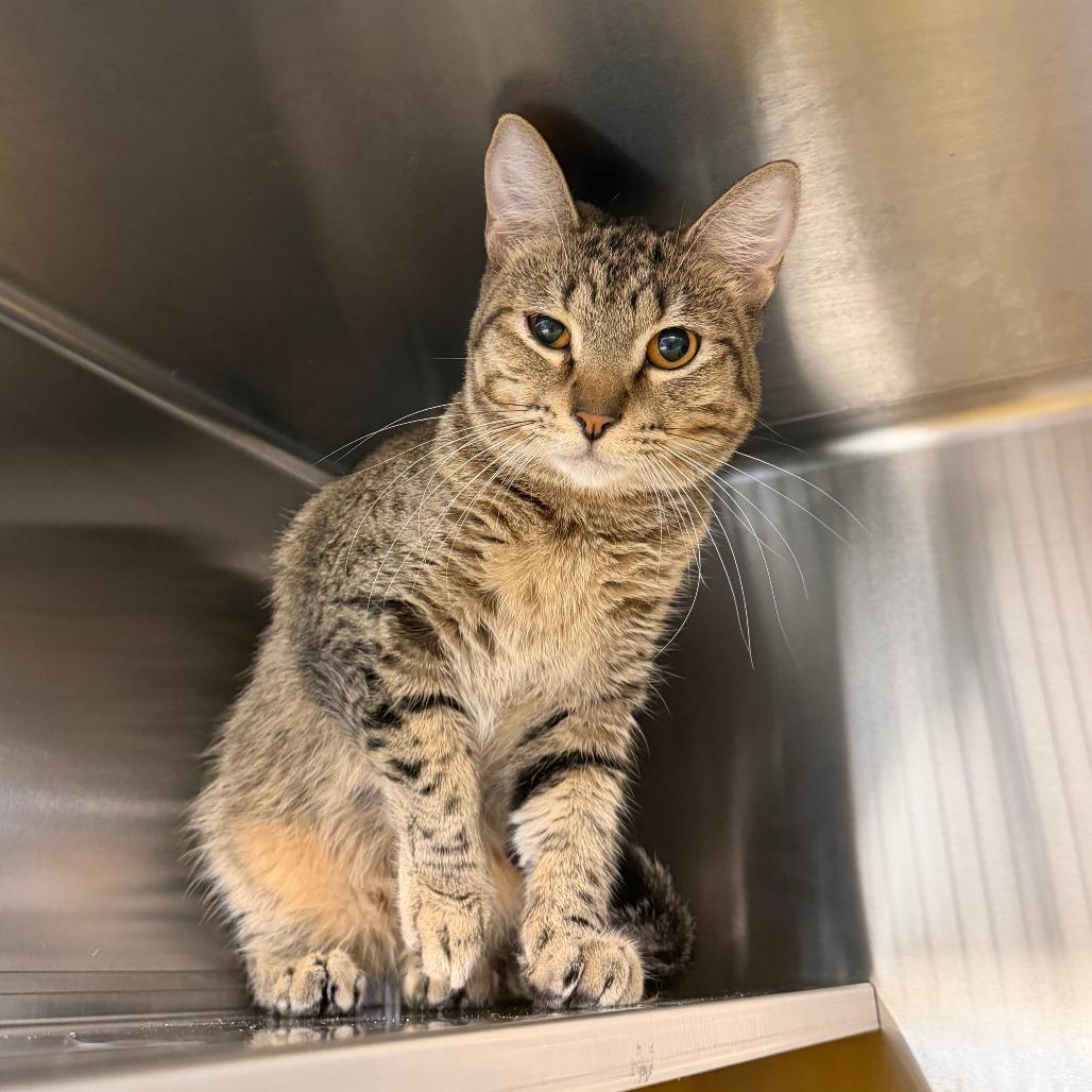 Enlarge JJ, a Adoptable Domestic Short Hair in Manhattan, KS image 2/3