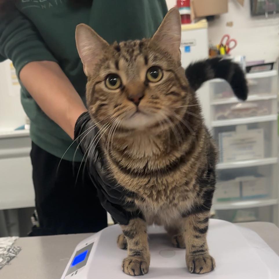 Enlarge JJ, a Adoptable Domestic Short Hair in Manhattan, KS image 3/3