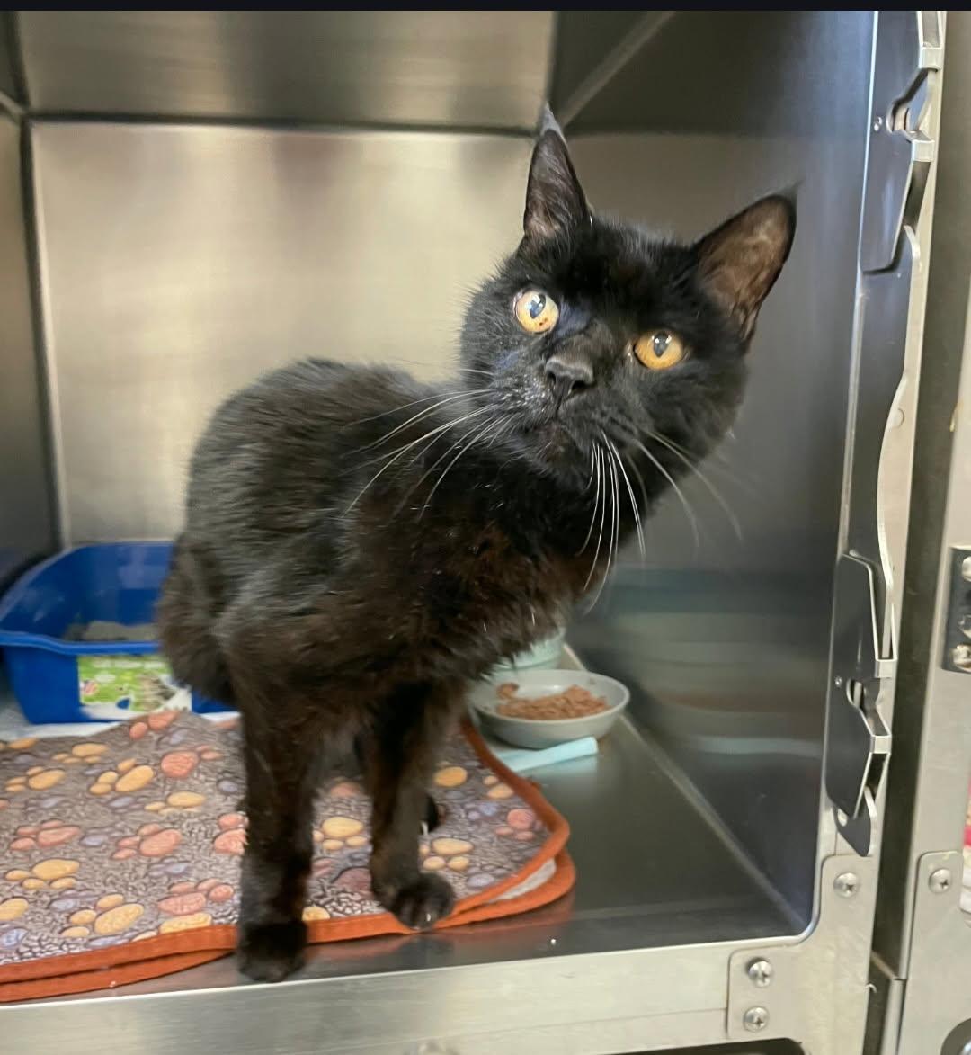 Rowdy, adopted, Senior Male Domestic Short Hair.