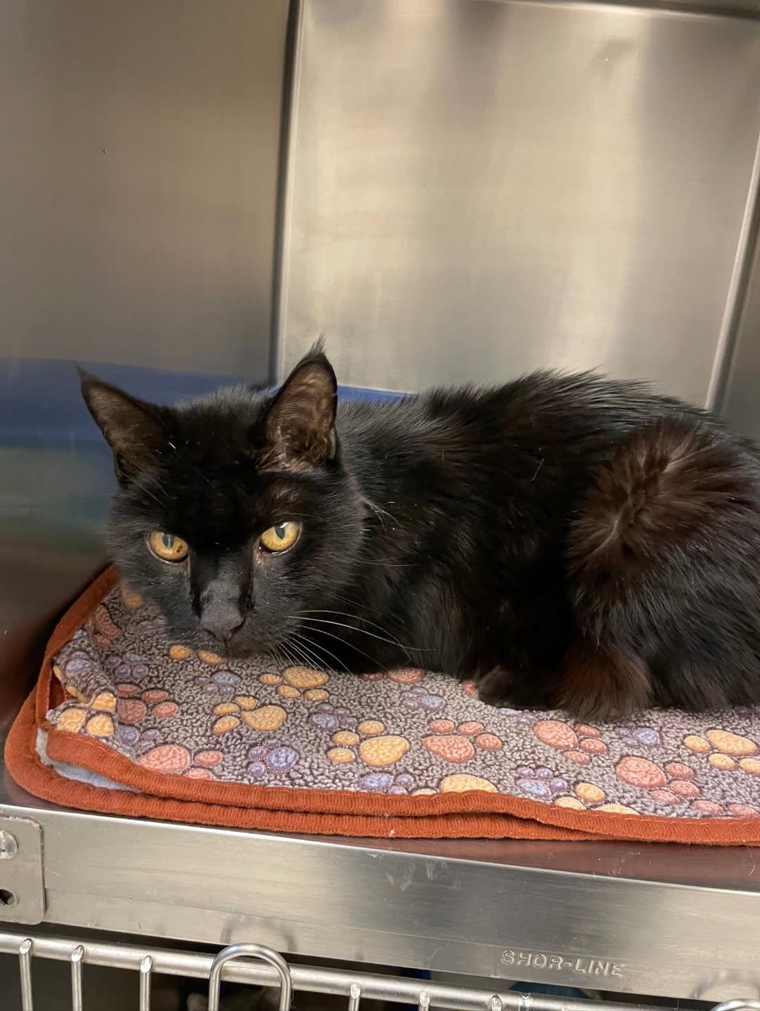Enlarge Rowdy, an adopted Domestic Short Hair in Mansfield, OH image 2/2