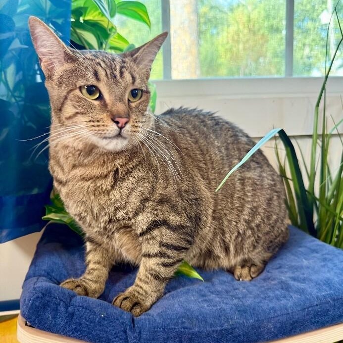 Kat Delgado, Adoptable, Adult Female Domestic Short Hair & Manx.