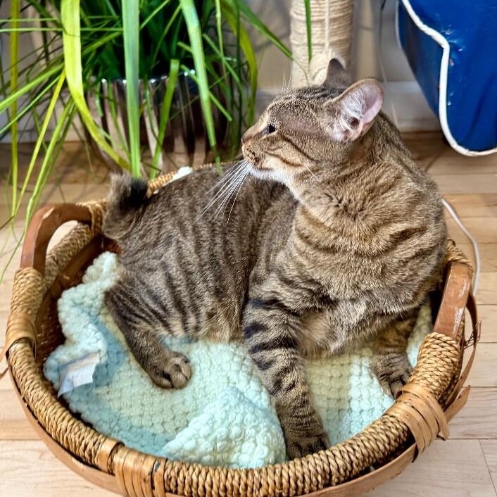 Enlarge Kat Delgado, a Adoptable mixed breed in Friendswood, TX image 3/6