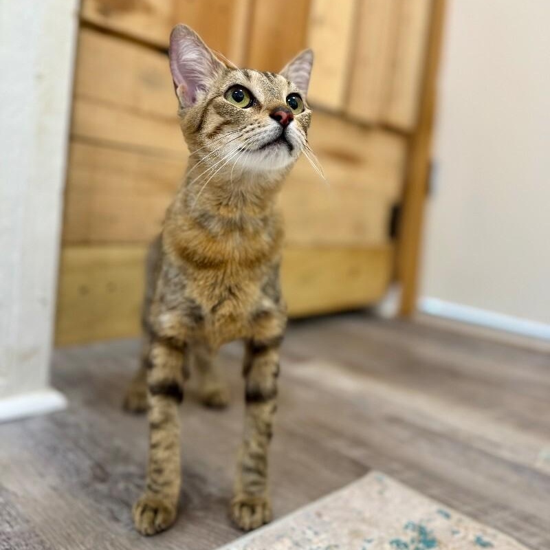 Enlarge Kat Delgado, a Adoptable mixed breed in Friendswood, TX image 5/6