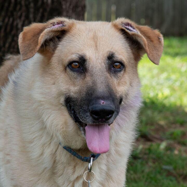 Enlarge Mojo, a Adoptable German Shepherd Dog in Nashville, TN image 4/4