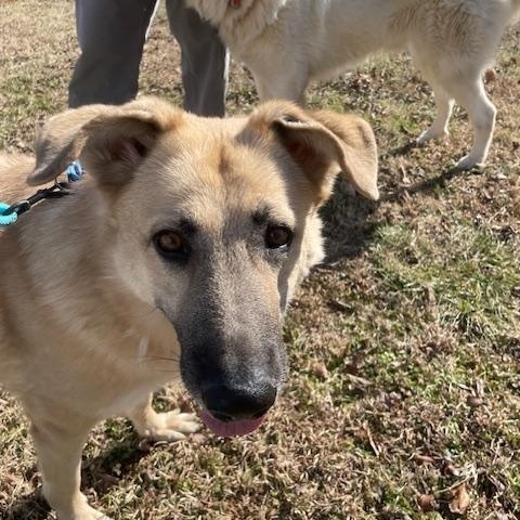 Enlarge Mojo, a Adoptable German Shepherd Dog in Nashville, TN image 3/4