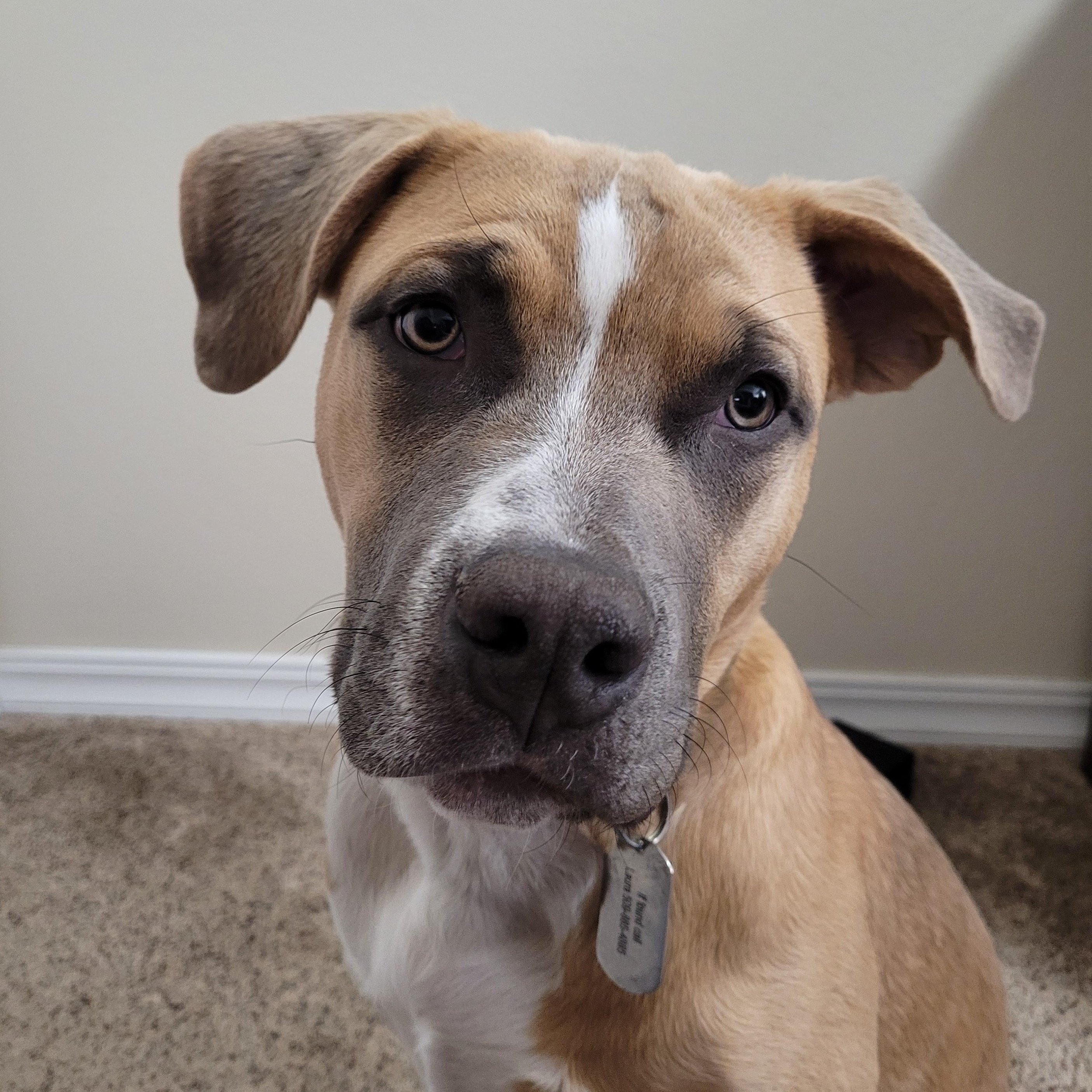 Carl, ADOPTABLE, Puppy Male Pit Bull Terrier.