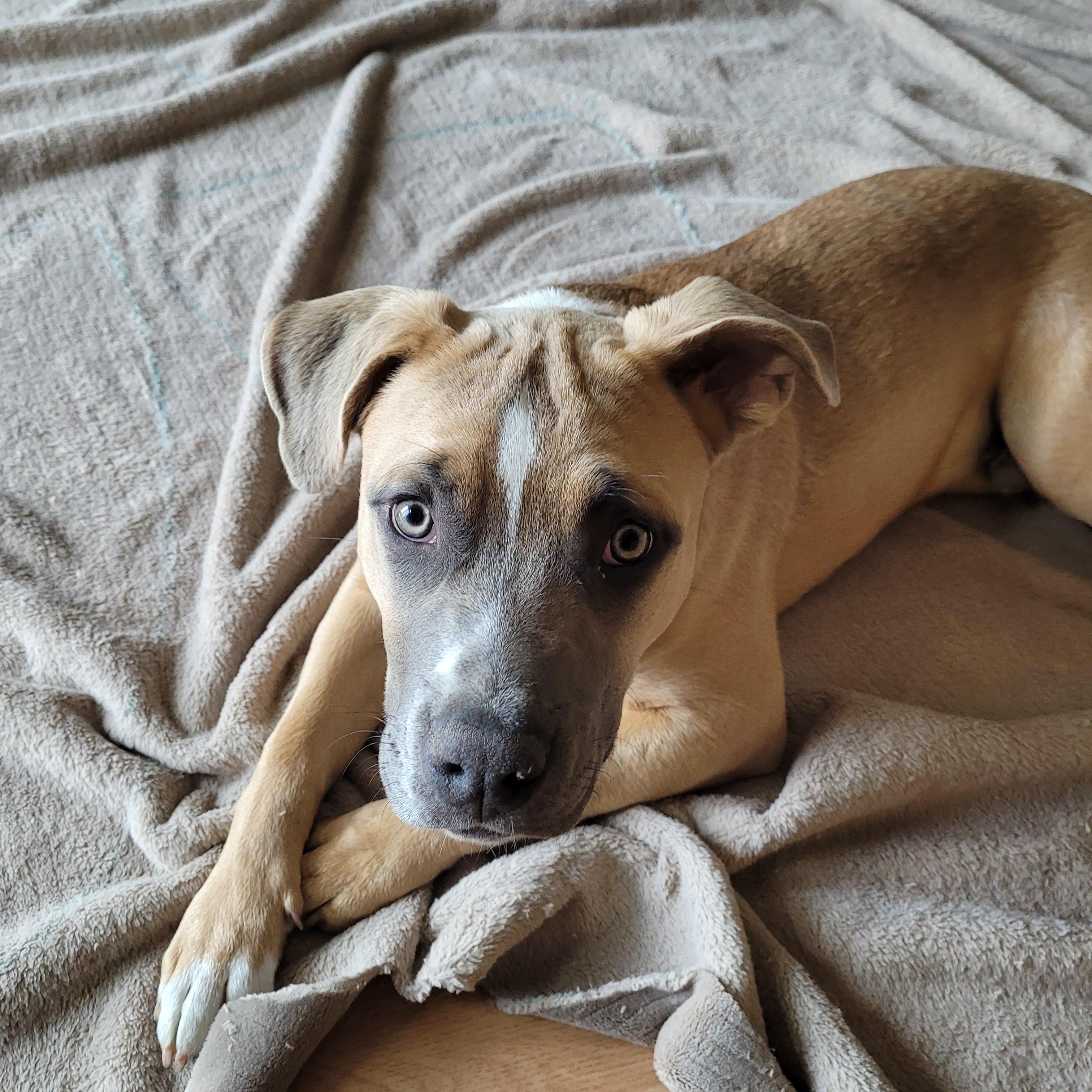 Enlarge Carl, a ADOPTABLE mixed breed in Sequim, WA image 2/6