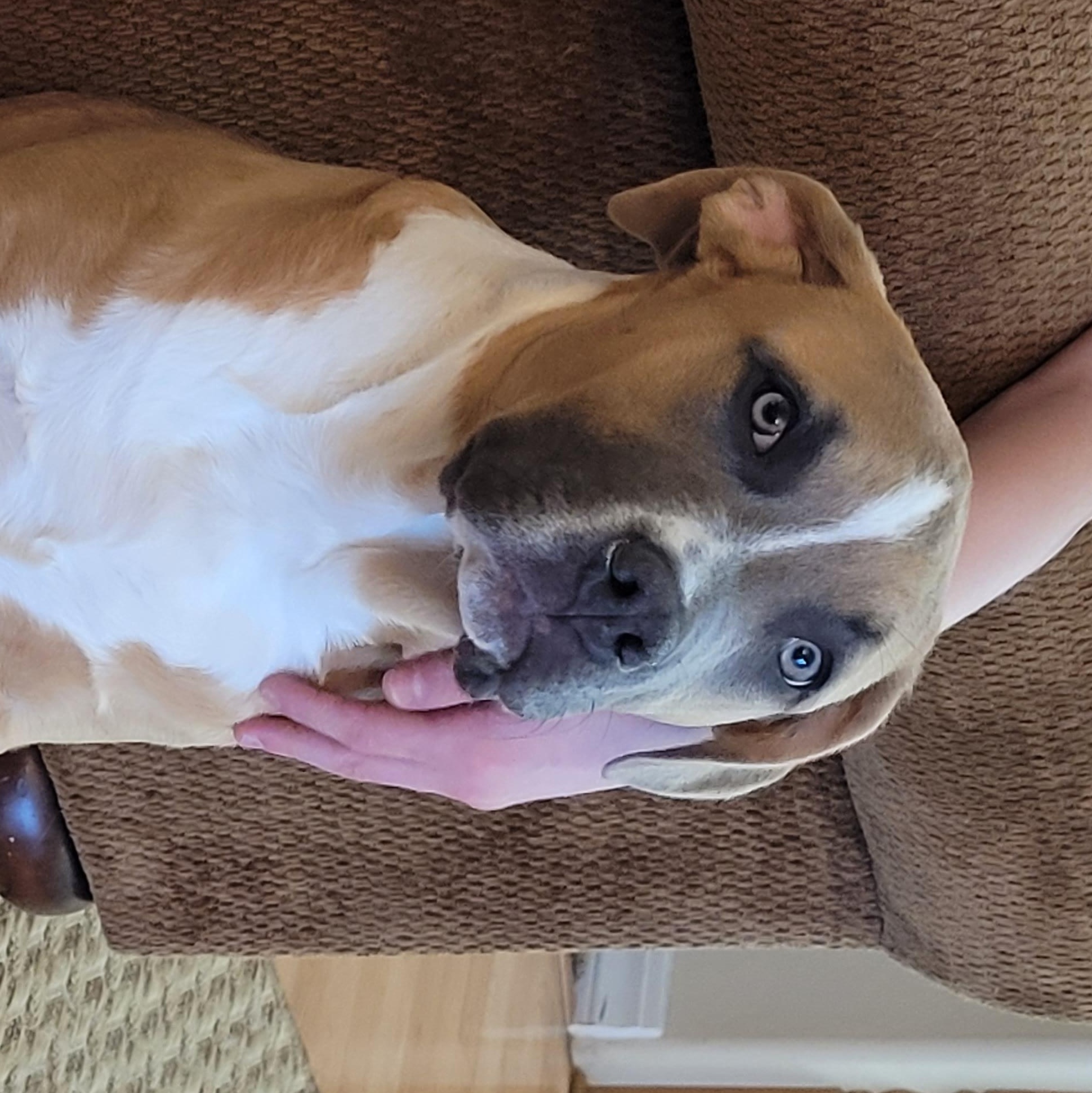 Enlarge Carl, a ADOPTABLE mixed breed in Sequim, WA image 1/6