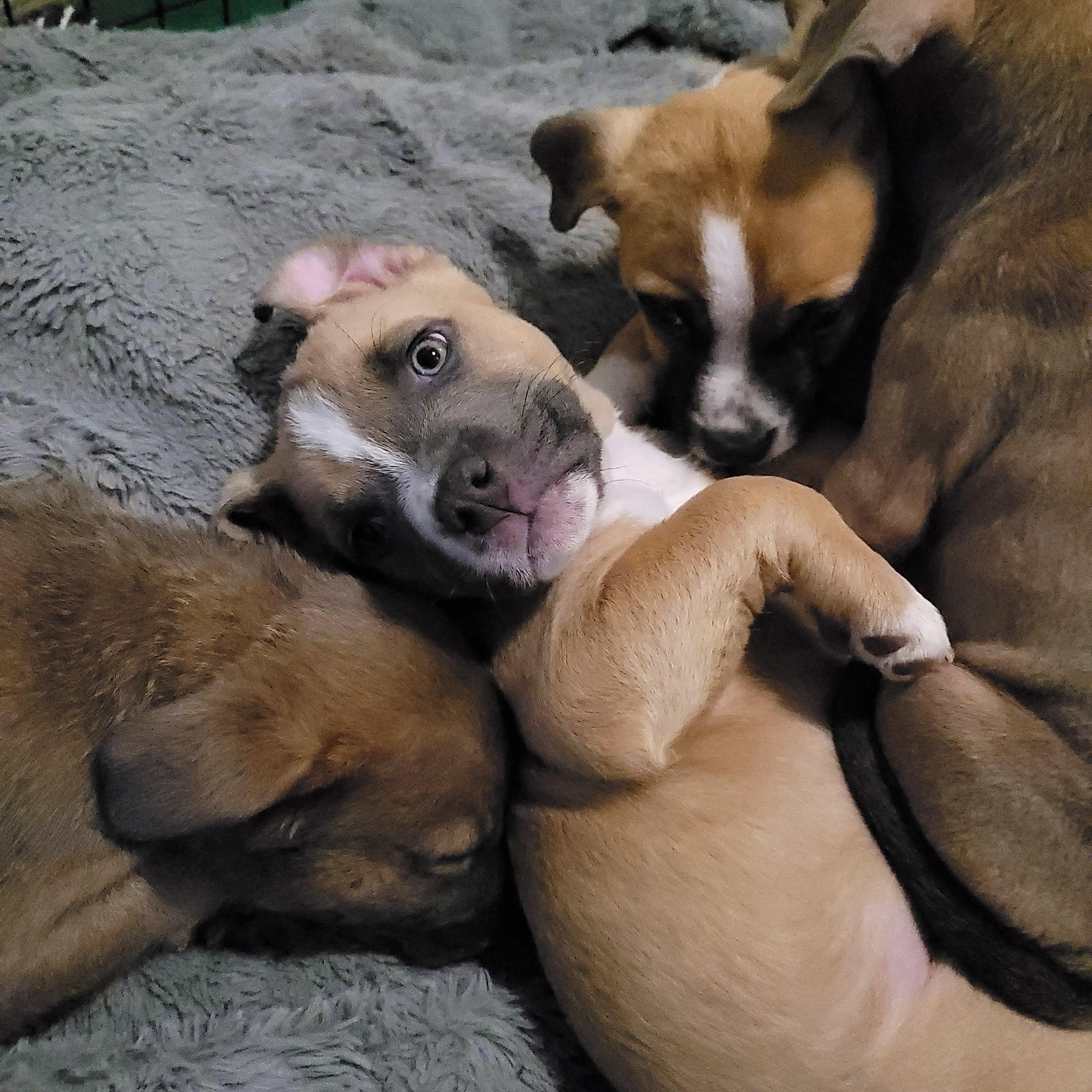 Carl, a ADOPTABLE mixed breed in Sequim, WA image 4/5