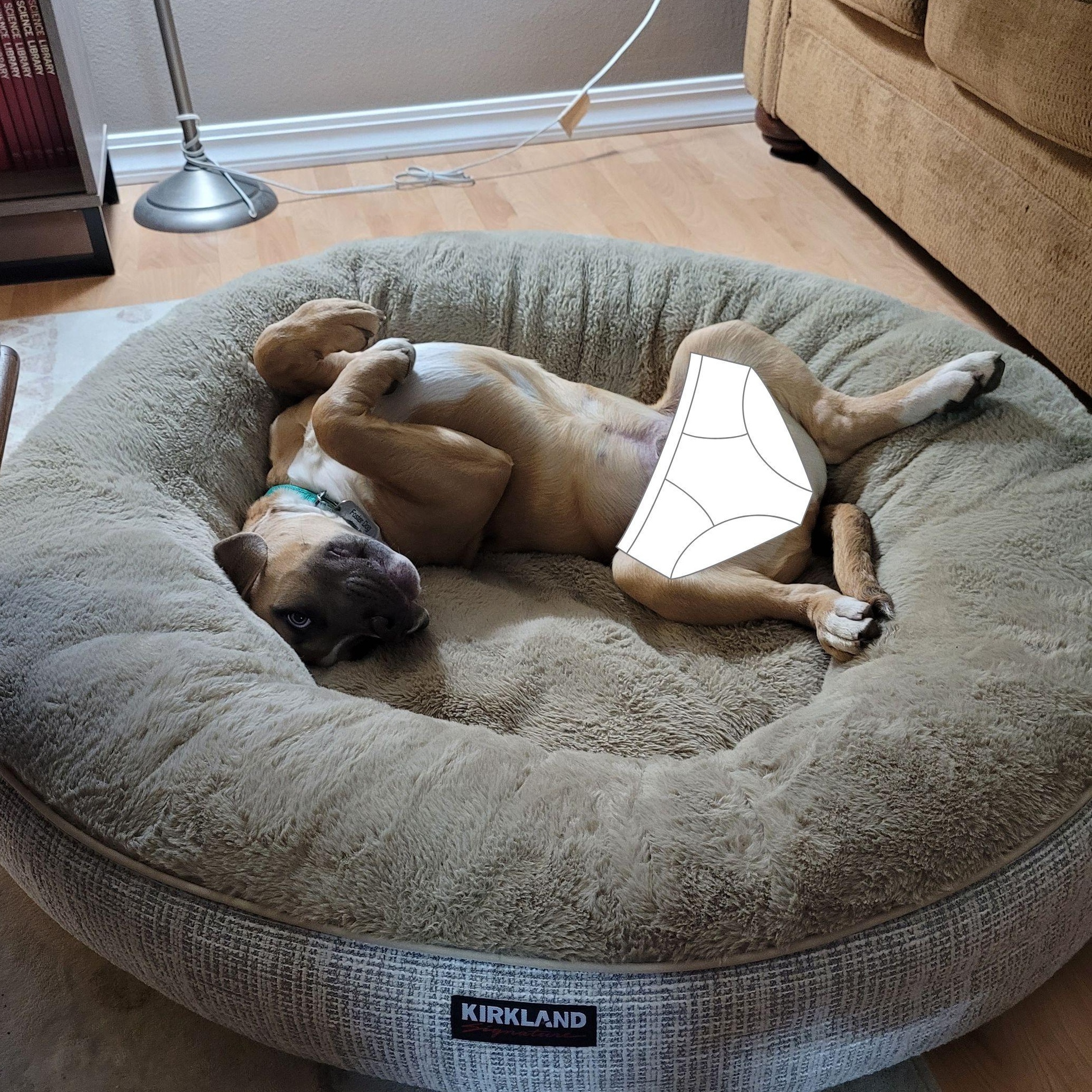 Enlarge Carl, a ADOPTABLE mixed breed in Sequim, WA image 2/6