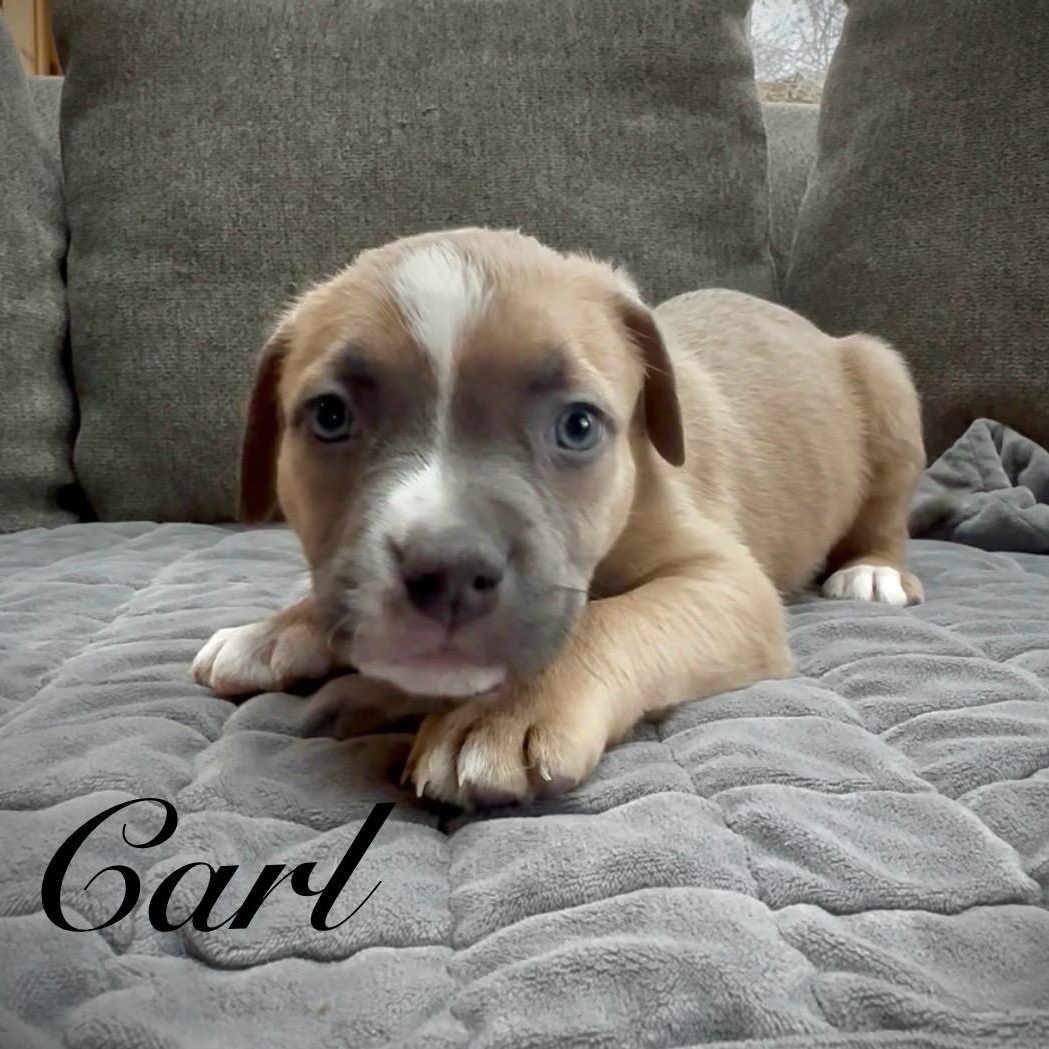 Carl, a ADOPTABLE mixed breed in Sequim, WA image 3/5