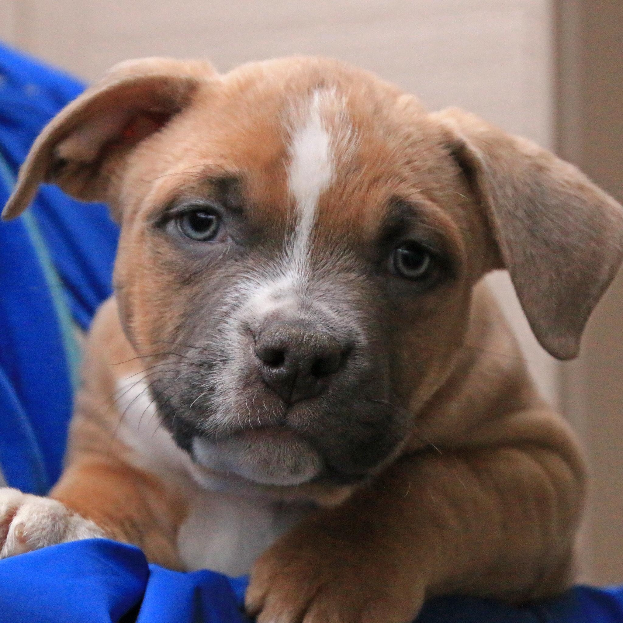 Carl, a ADOPTABLE mixed breed in Sequim, WA image 2/5