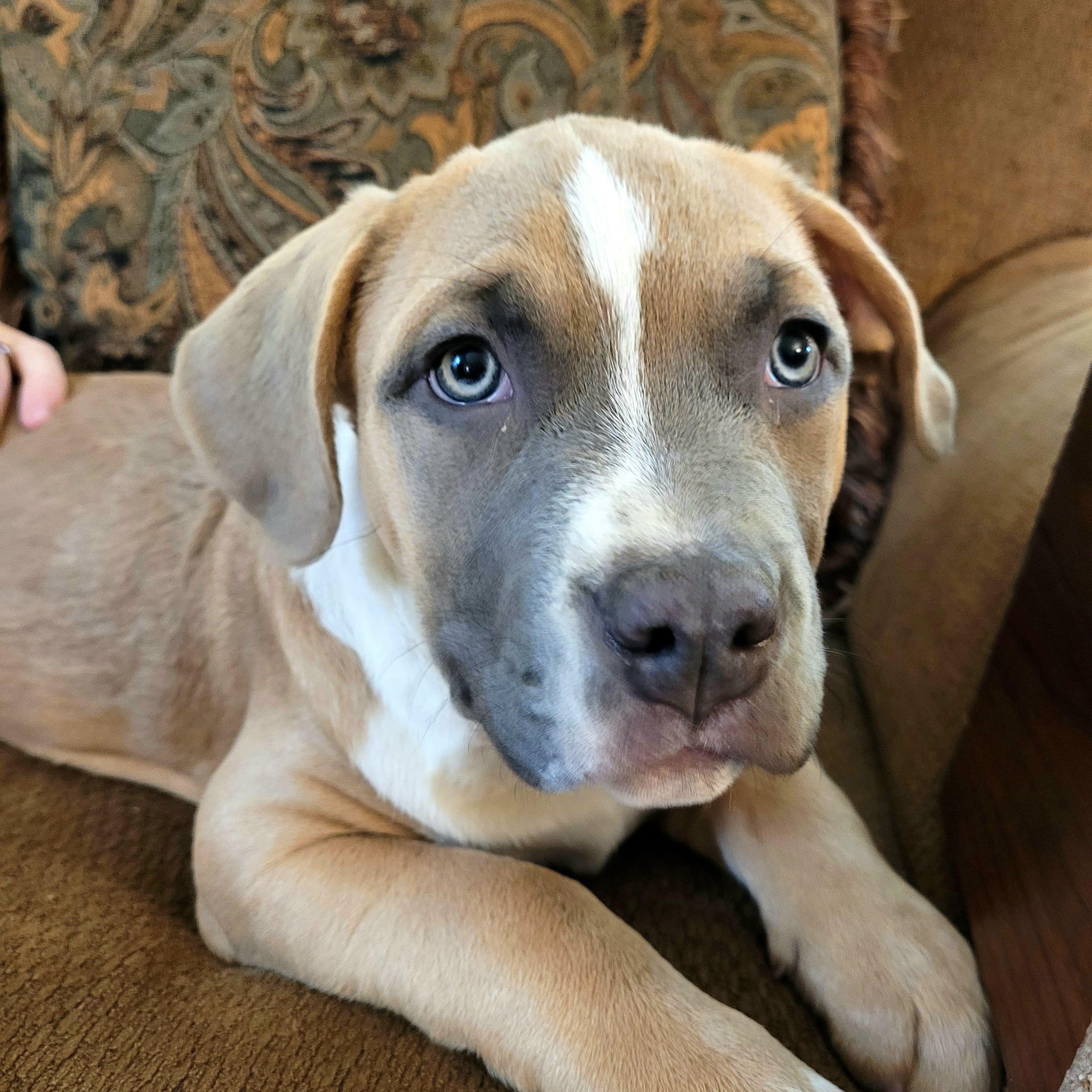 Carl, a ADOPTABLE mixed breed in Sequim, WA image 1/5