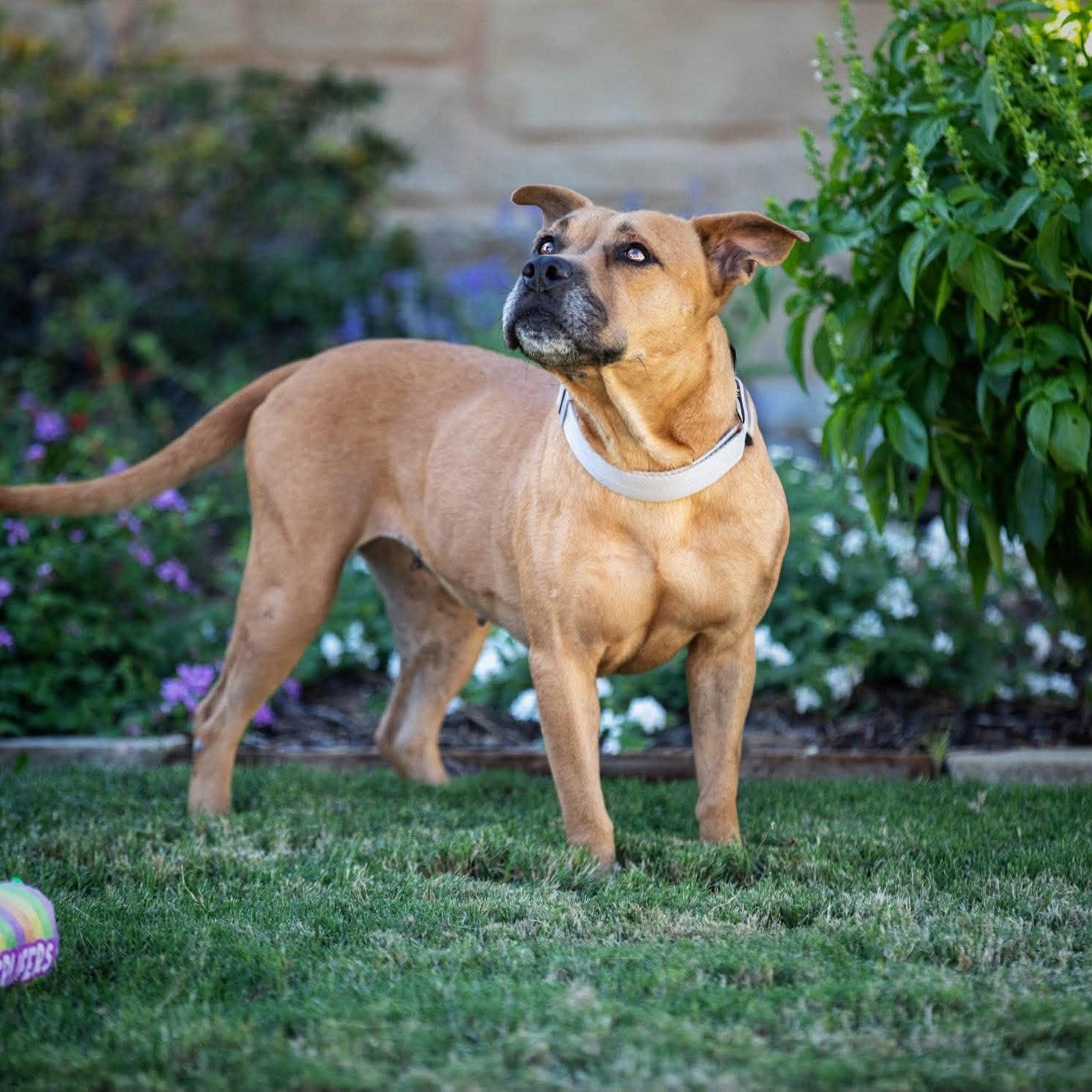 Enlarge Honey, a Adoptable American Staffordshire Terrier in Bloomfield, NY image 2/5