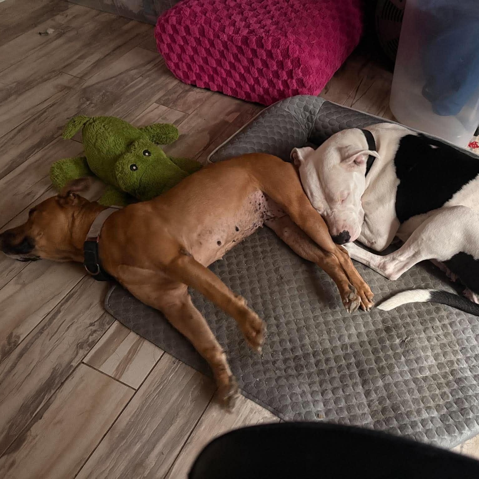Enlarge Honey, a Adoptable American Staffordshire Terrier in Bloomfield, NY image 4/5