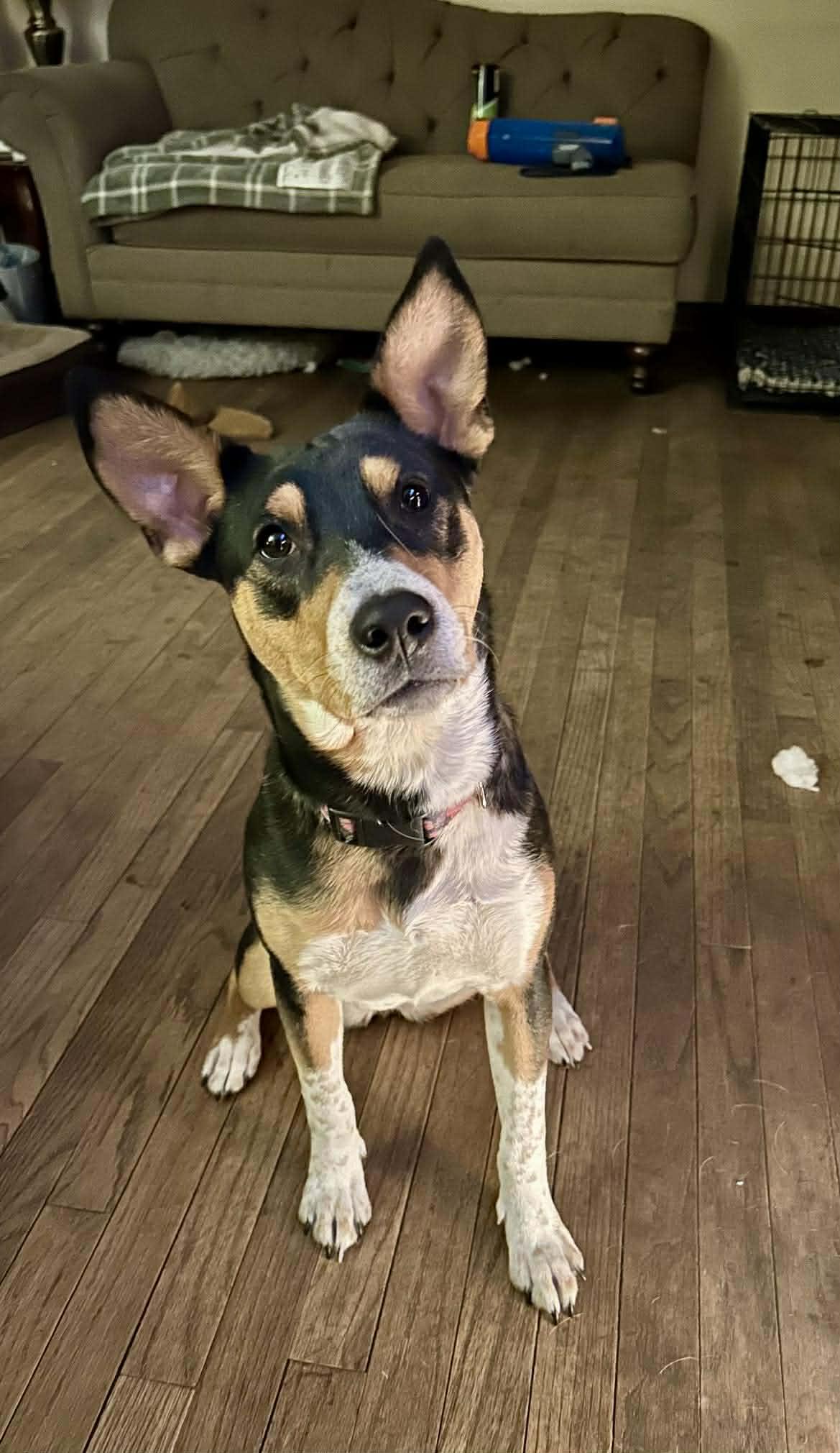 Reese, a ADOPTABLE mixed breed in Palos Heights, IL image 3/4