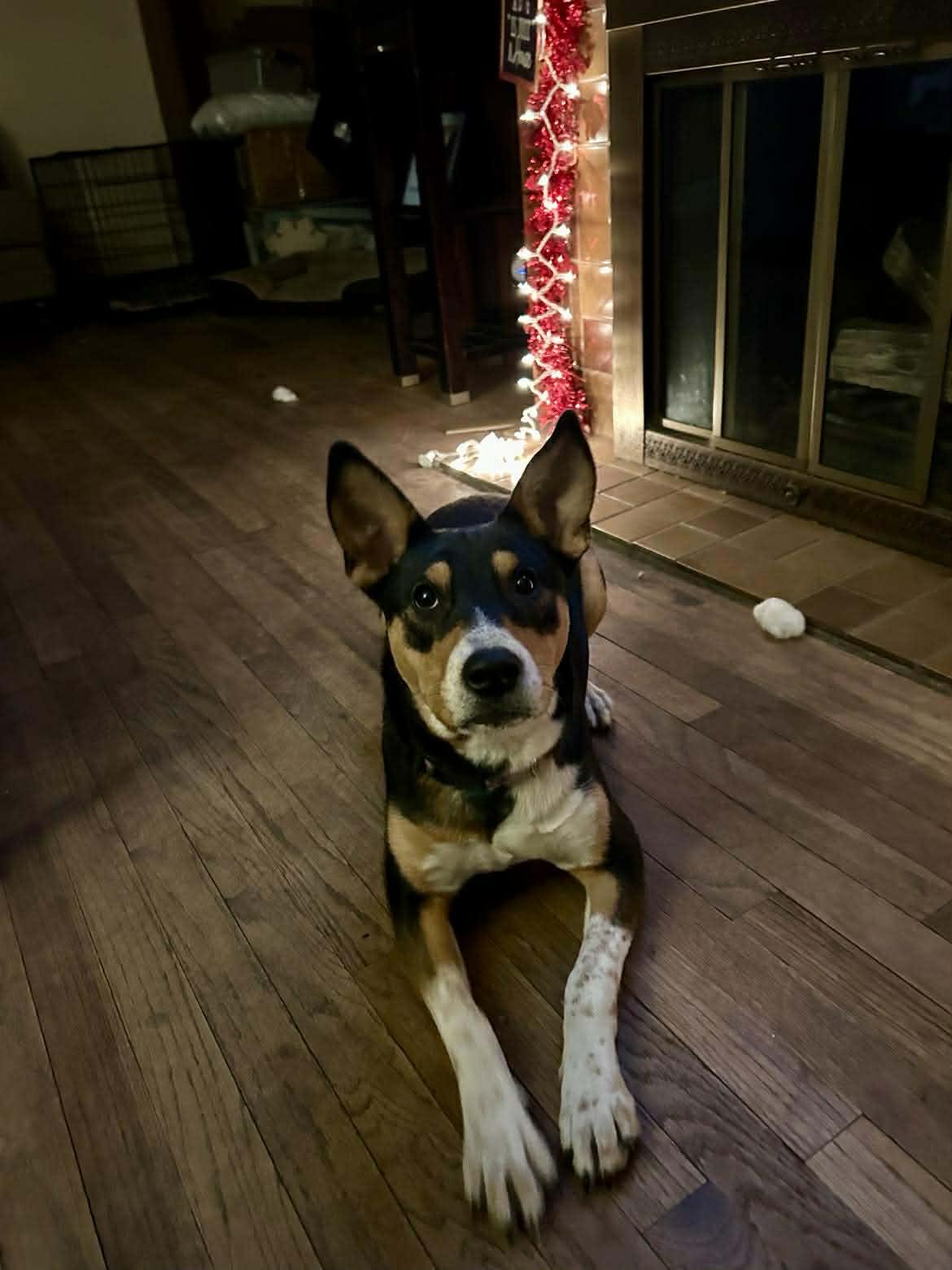 Reese, a ADOPTABLE mixed breed in Palos Heights, IL image 4/4