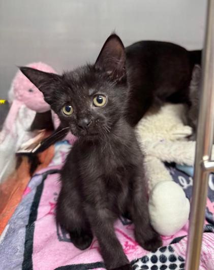 Enlarge Brodie, an adoptable Domestic Short Hair in Greensburg, PA image 3/3