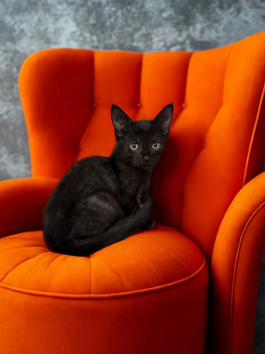 Enlarge Brodie, an adoptable Domestic Short Hair in Greensburg, PA image 2/3