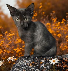 Brodie, adoptable, Kitten Male Domestic Short Hair.