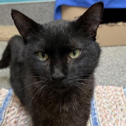 Enlarge Shadow, a ADOPTABLE mixed breed in Lansing, MI image 2/2