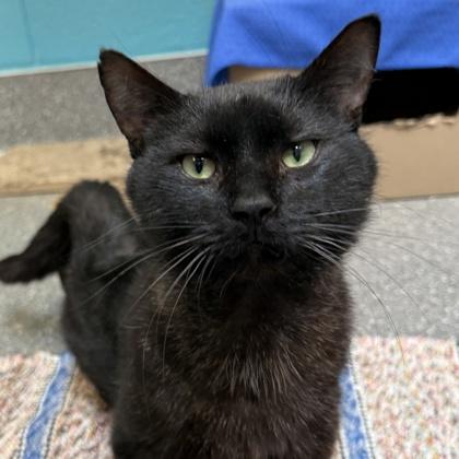 Enlarge Shadow, a ADOPTABLE mixed breed in Lansing, MI image 1/2