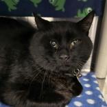 Enlarge Shadow, a ADOPTABLE Domestic Short Hair in Lansing, MI image 1/1