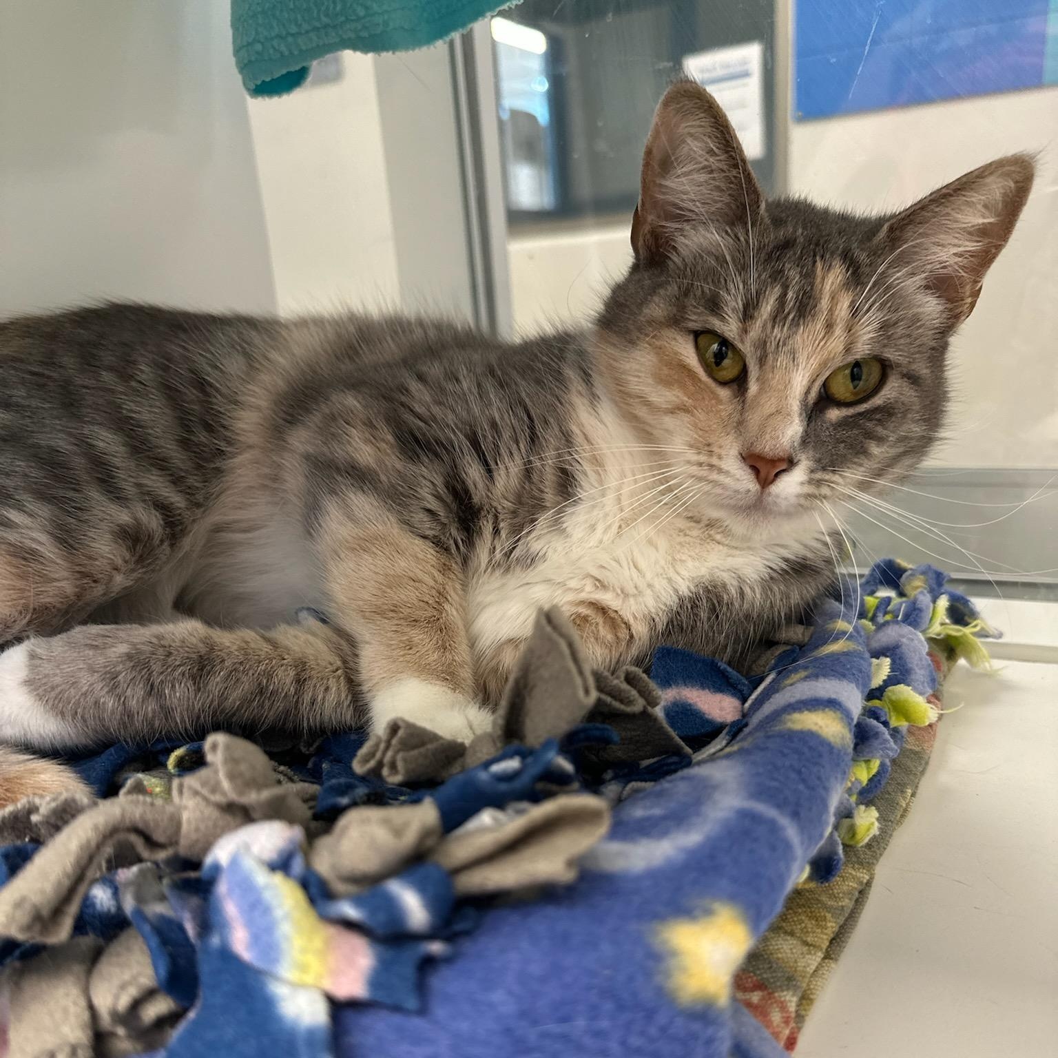 Muffin (ID 51870), ADOPTABLE, Young Female Domestic Short Hair.